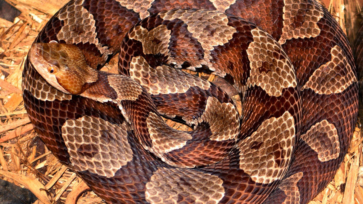 1"Venomous Snake Alert: Police Urge NJ Residents to Stay Vigilant Against Copperhead Threat"